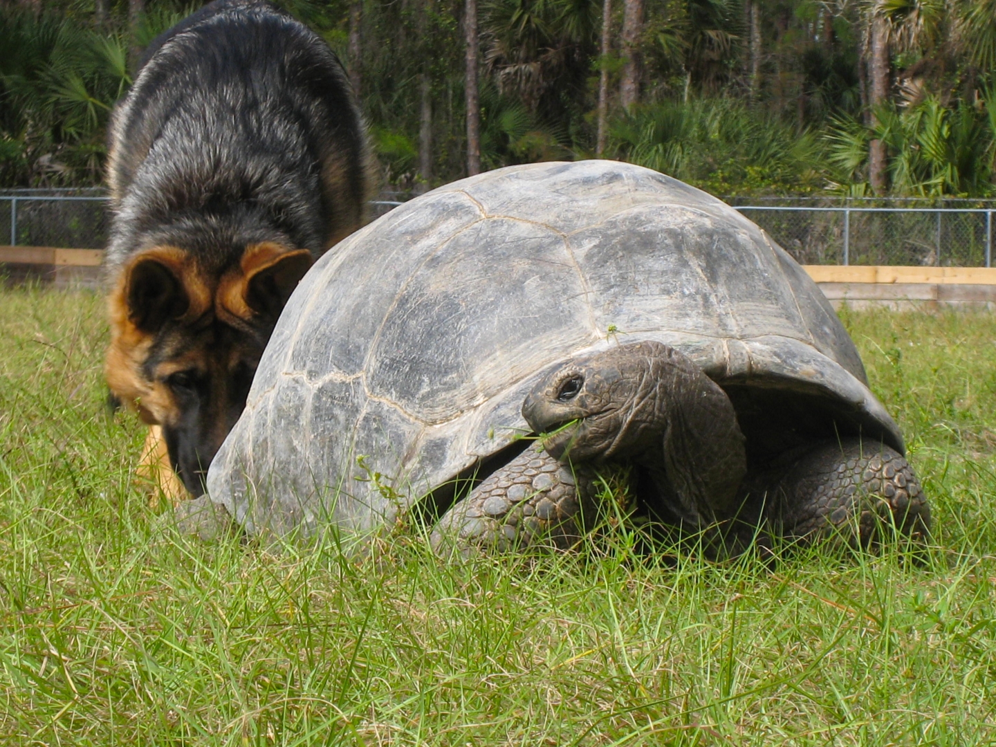 ALDABRA BREEDER