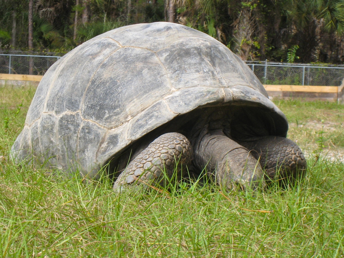 ALDABRA BREEDER