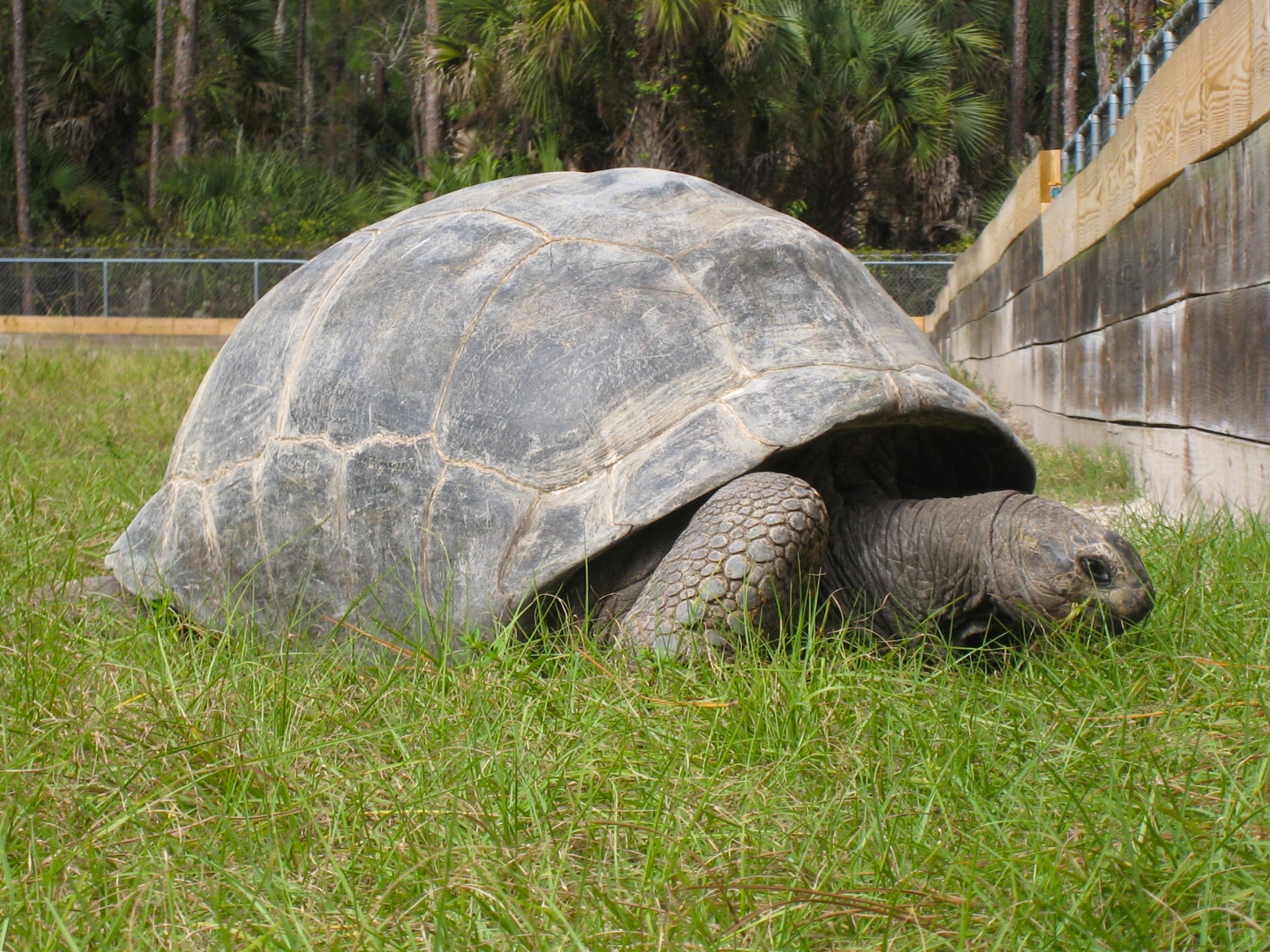 ALDABRA BREEDER