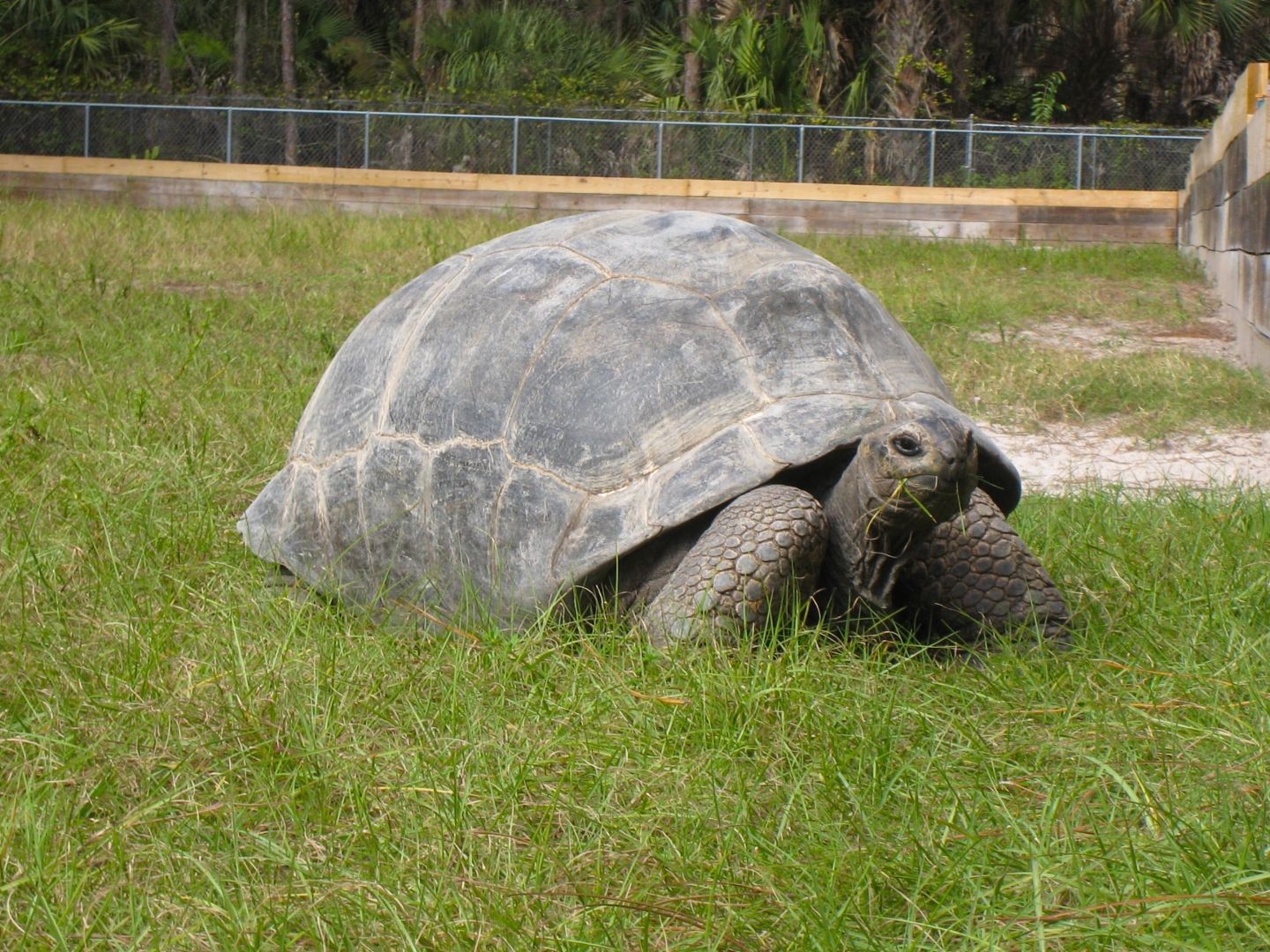 ALDABRA BREEDER