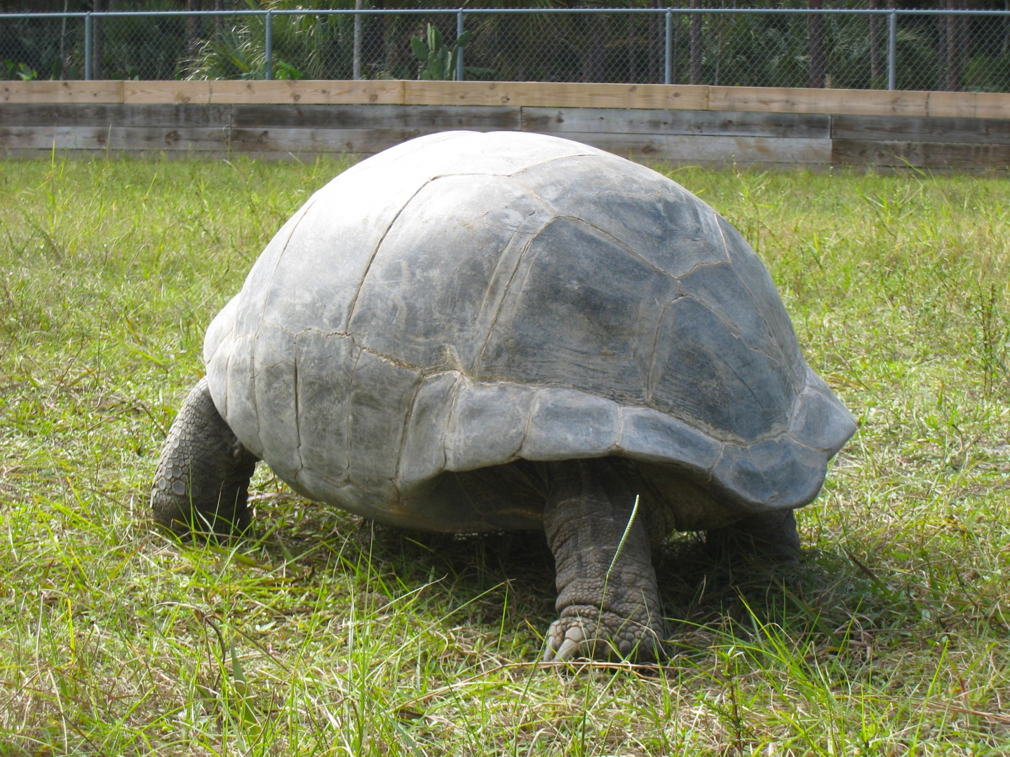 ALDABRA BREEDER