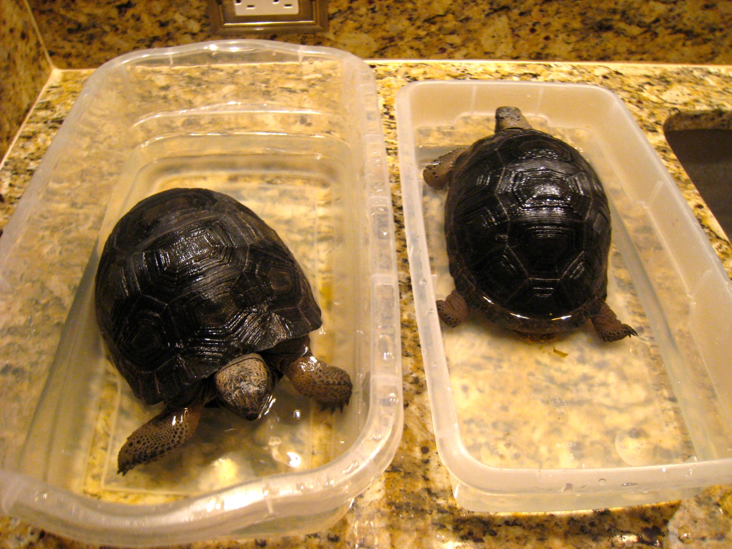 ALDABRA BREEDER