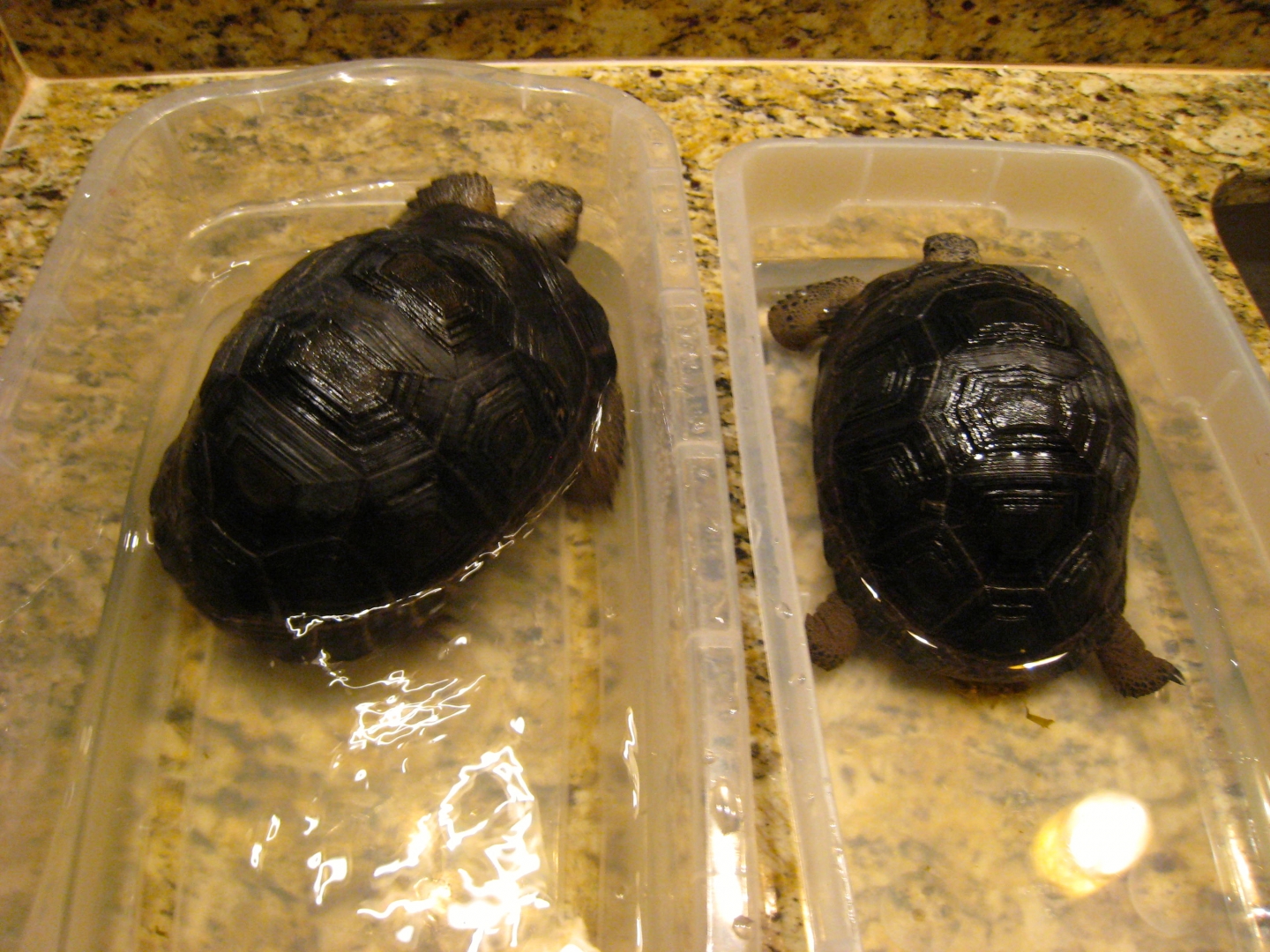 ALDABRA BREEDER