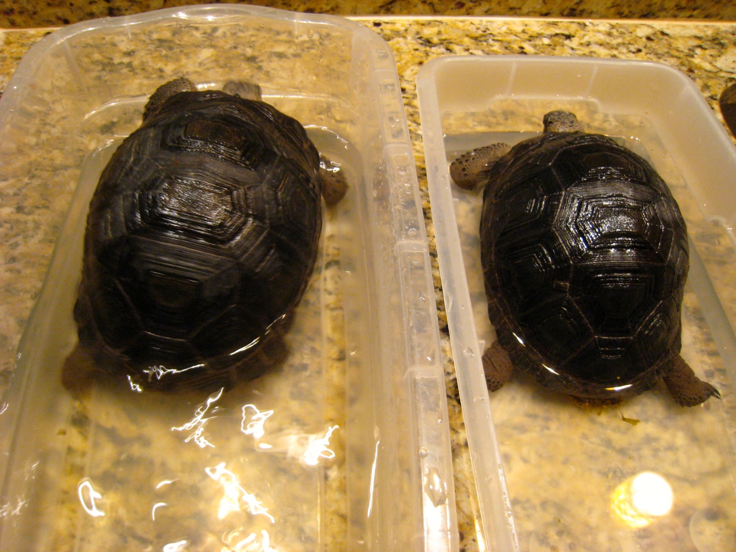 ALDABRA BREEDER