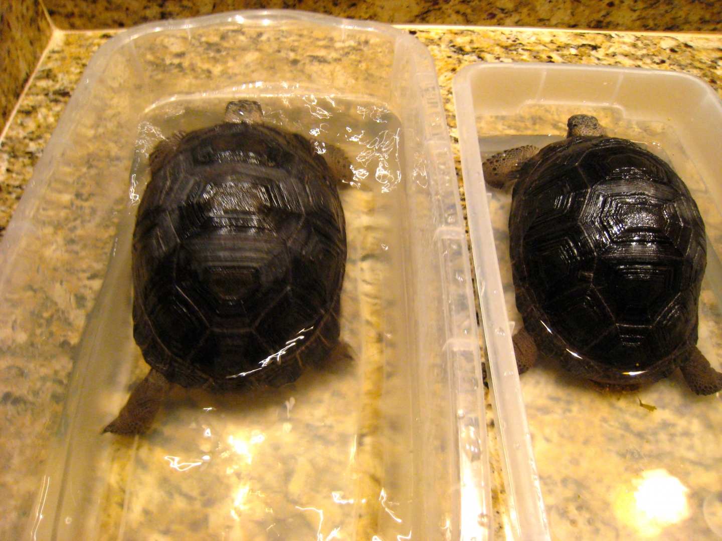 ALDABRA BREEDER