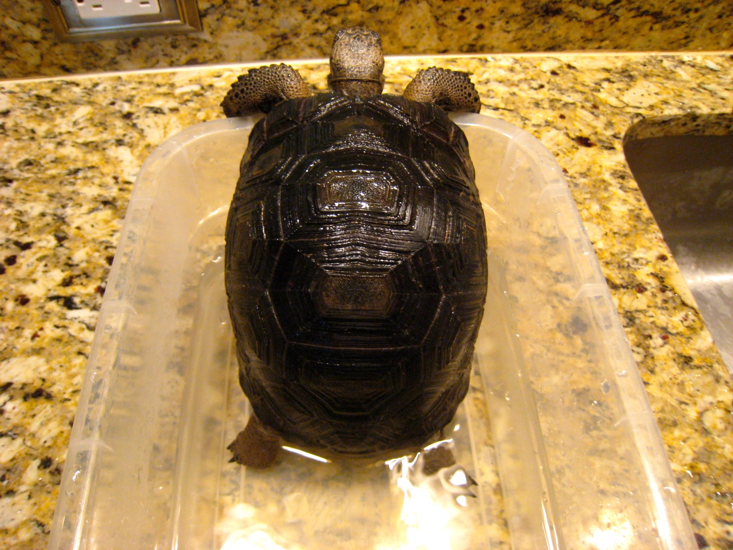 ALDABRA BREEDER