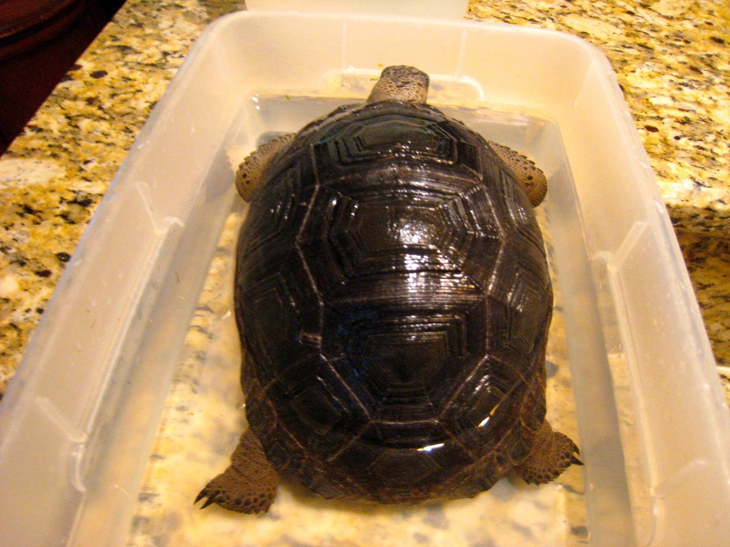 ALDABRA BREEDER