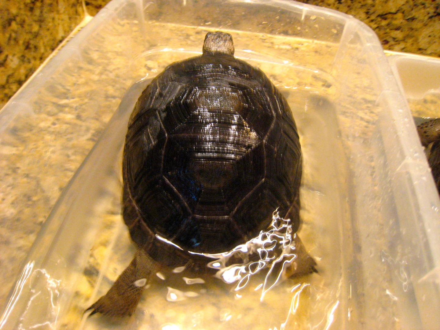 ALDABRA BREEDER