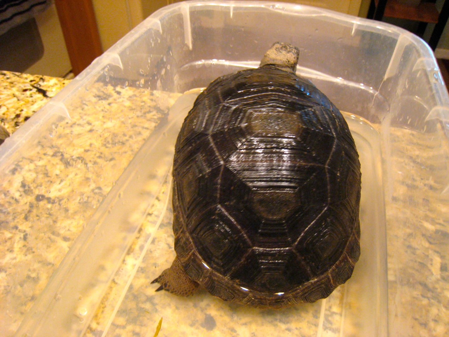 ALDABRA BREEDER