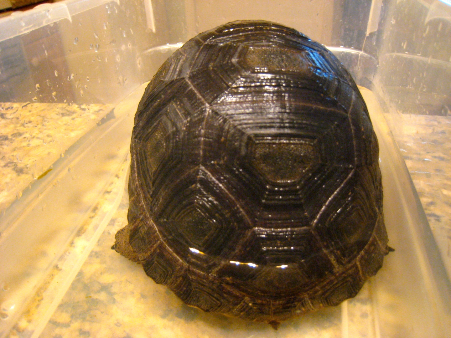 ALDABRA BREEDER