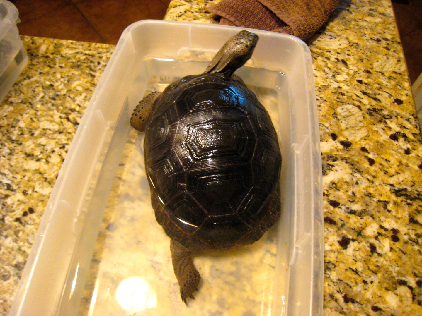 ALDABRA BREEDER