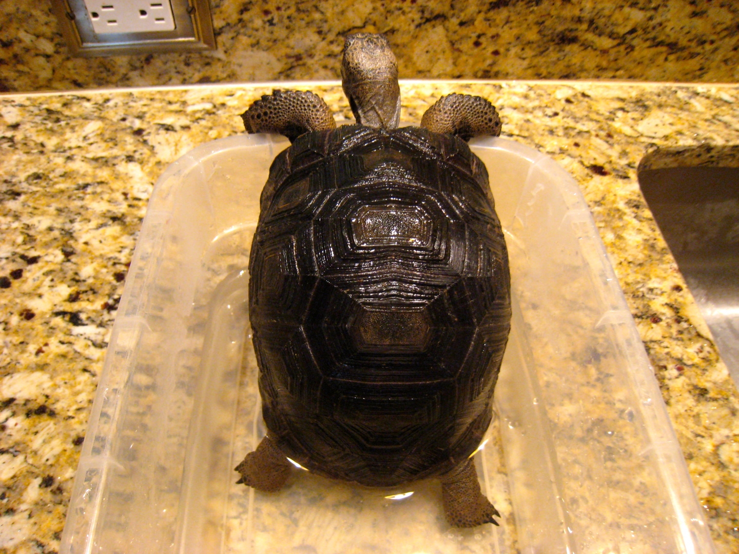 ALDABRA BREEDER