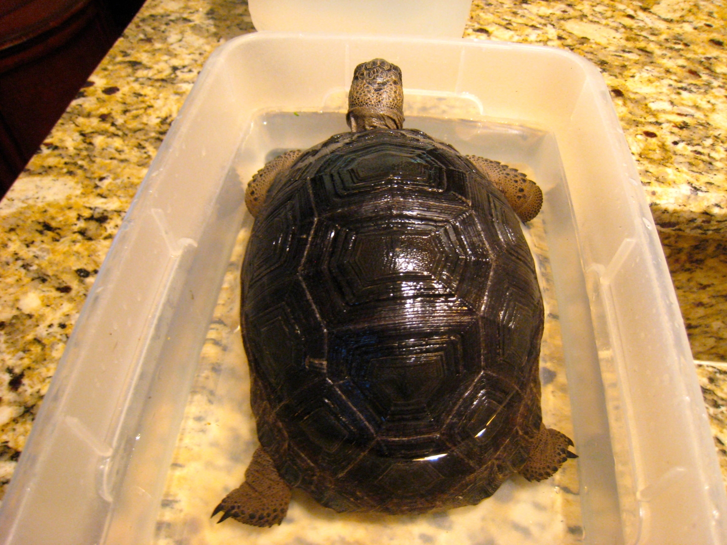 ALDABRA BREEDER