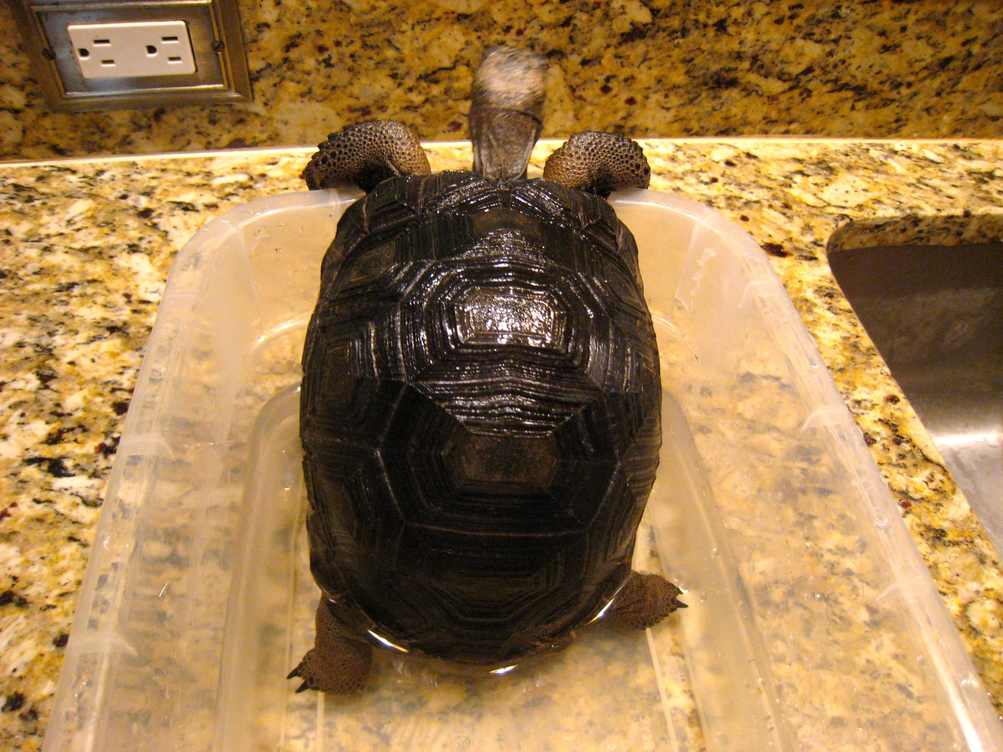 ALDABRA BREEDER
