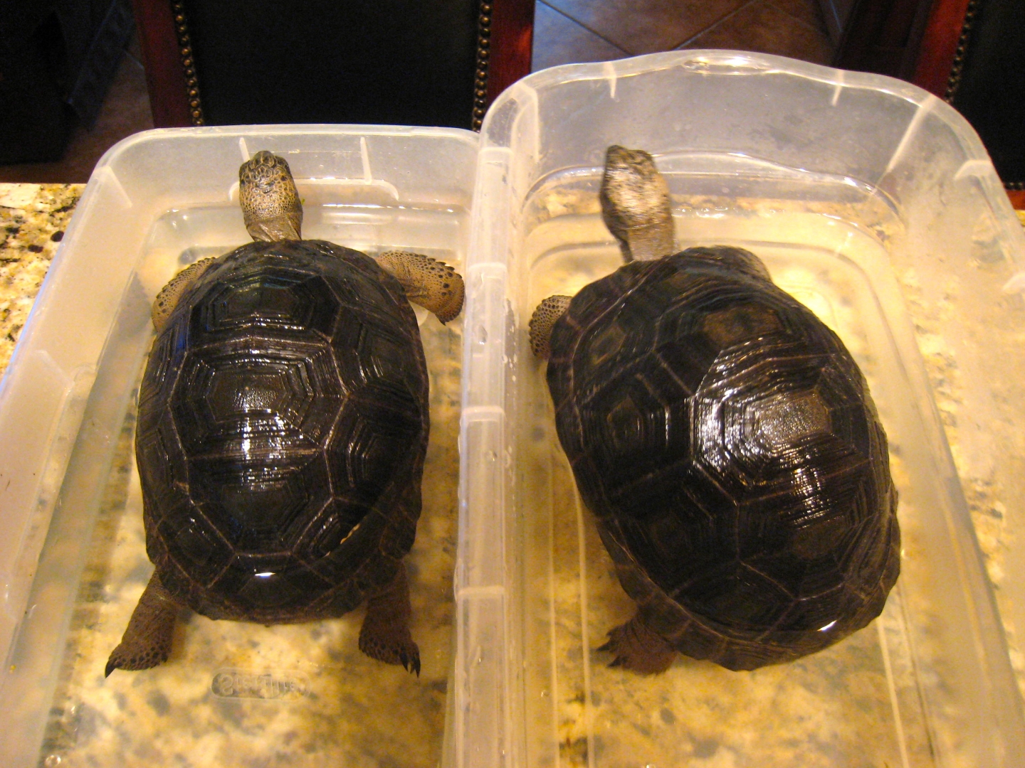 ALDABRA BREEDER