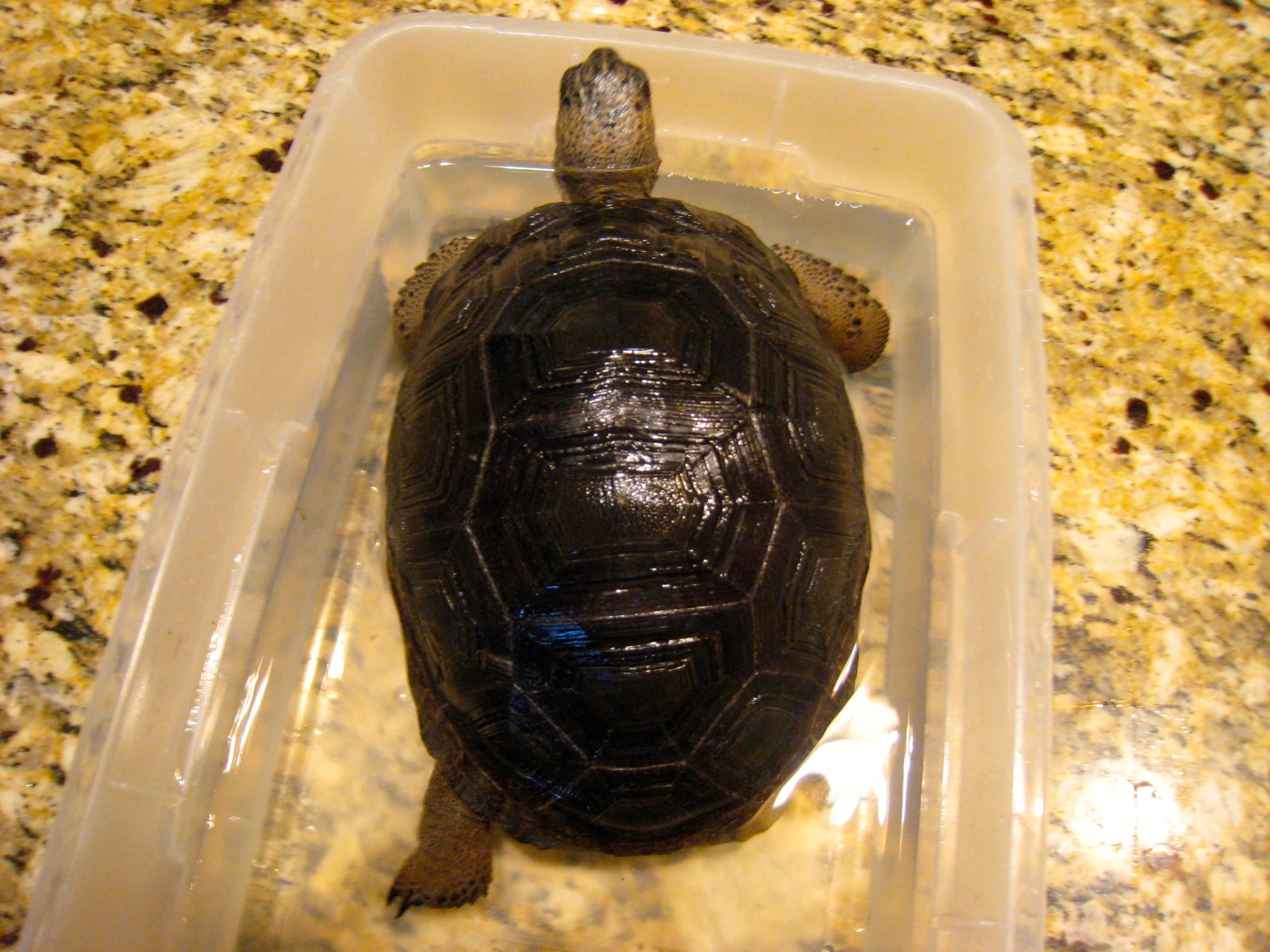 ALDABRA BREEDER