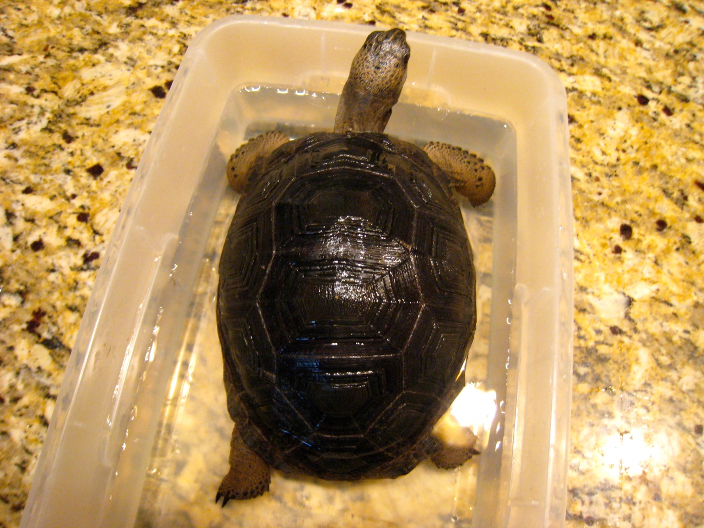 ALDABRA BREEDER