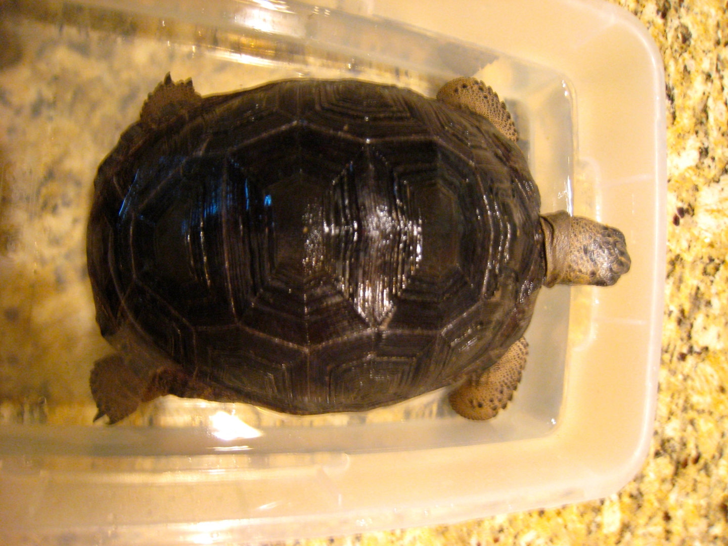 ALDABRA BREEDER
