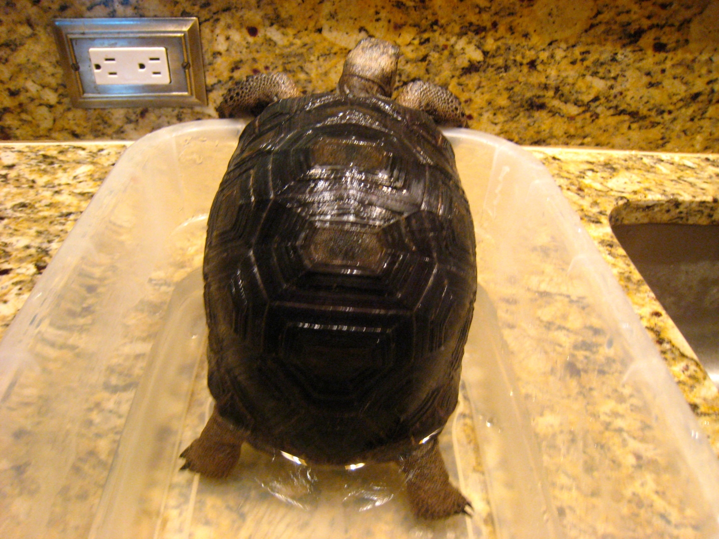 ALDABRA BREEDER
