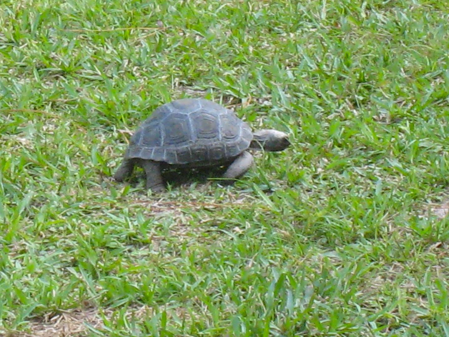 ALDABRA BREEDER