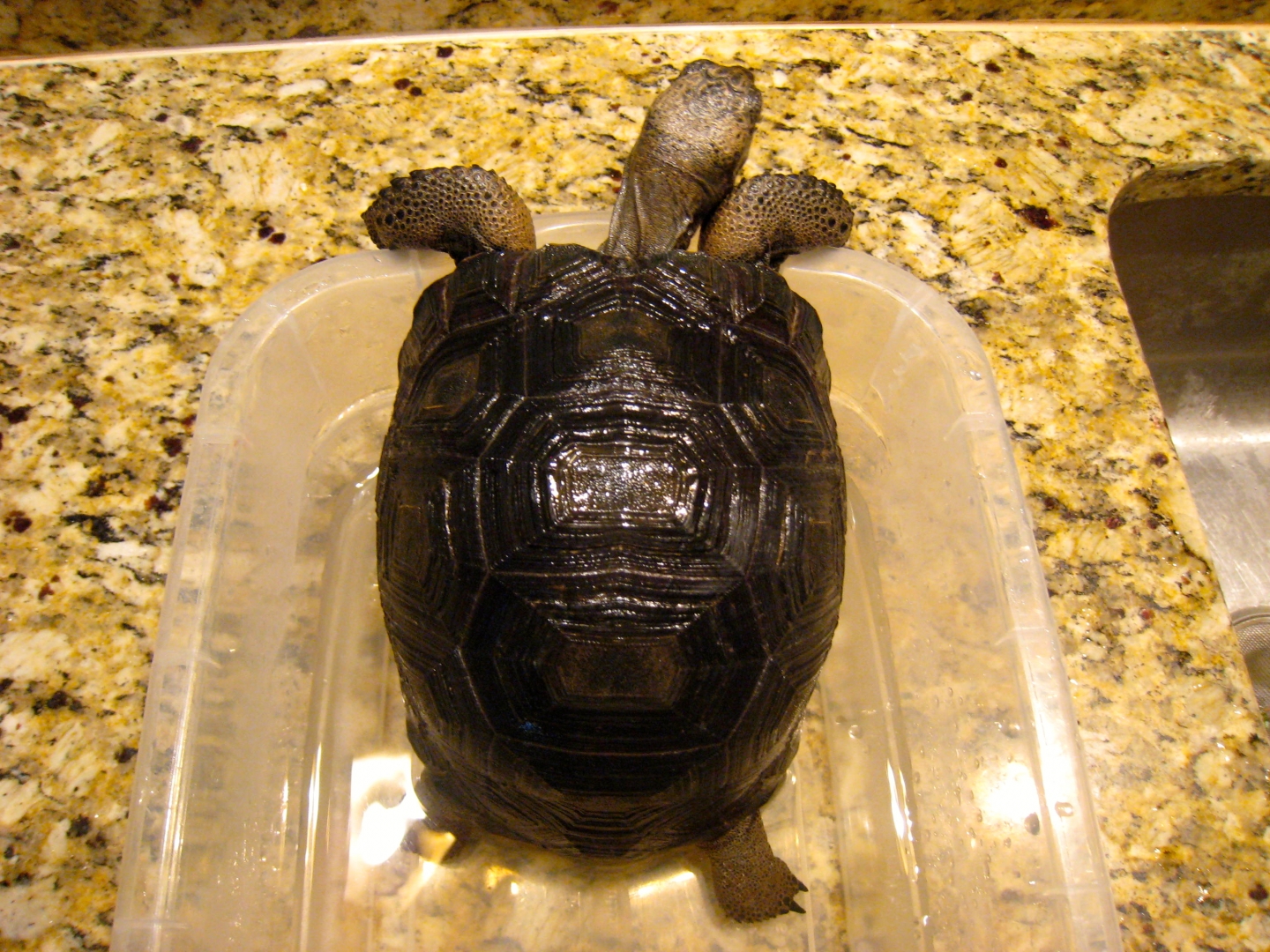 ALDABRA BREEDER