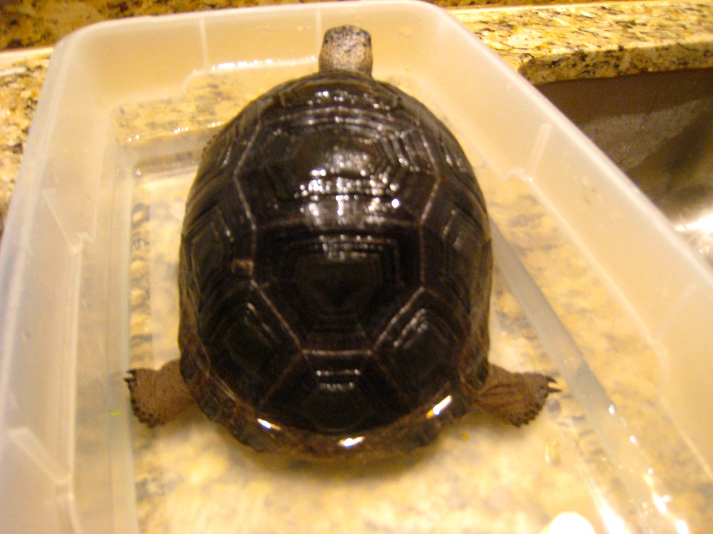 ALDABRA BREEDER