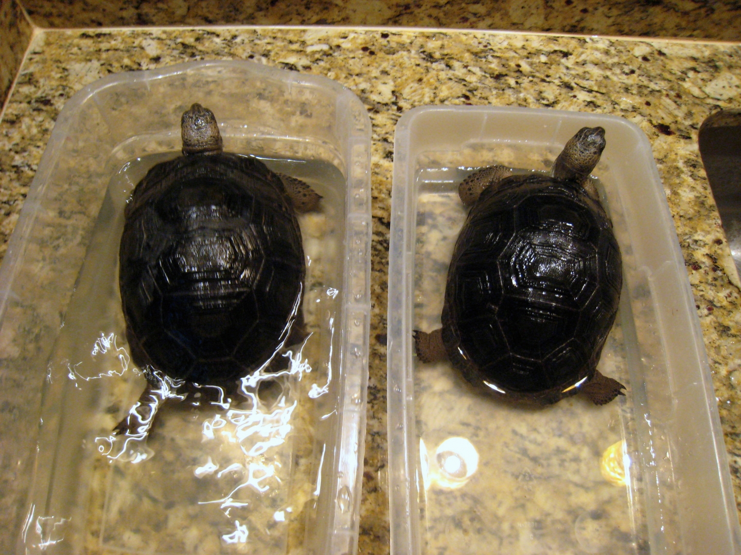 ALDABRA BREEDER