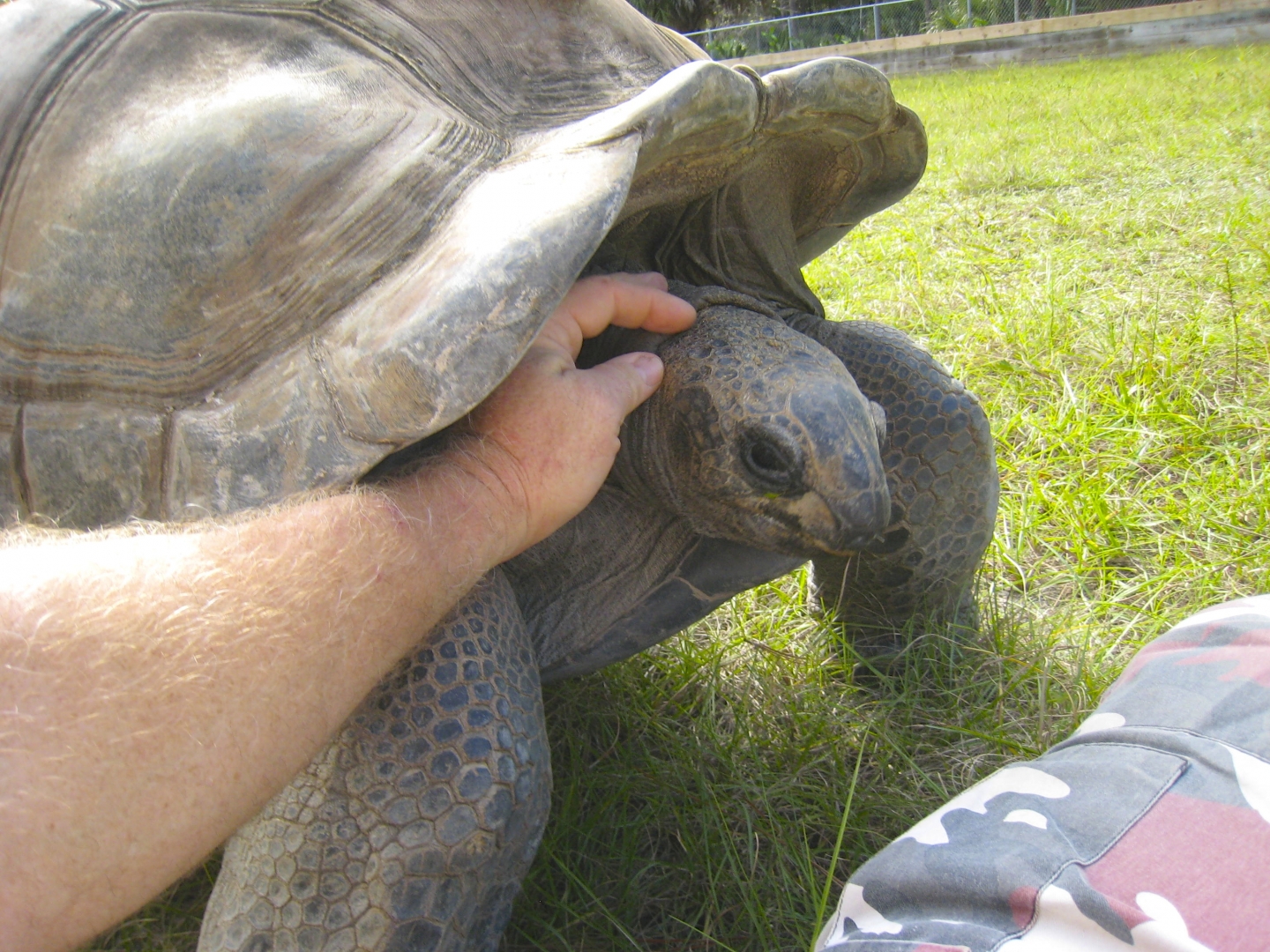 ALDABRA BREEDER