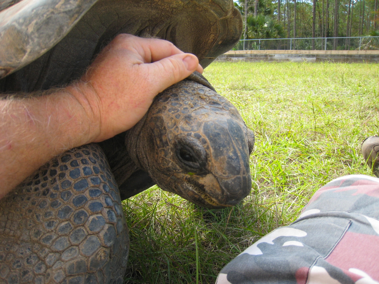 ALDABRA BREEDER