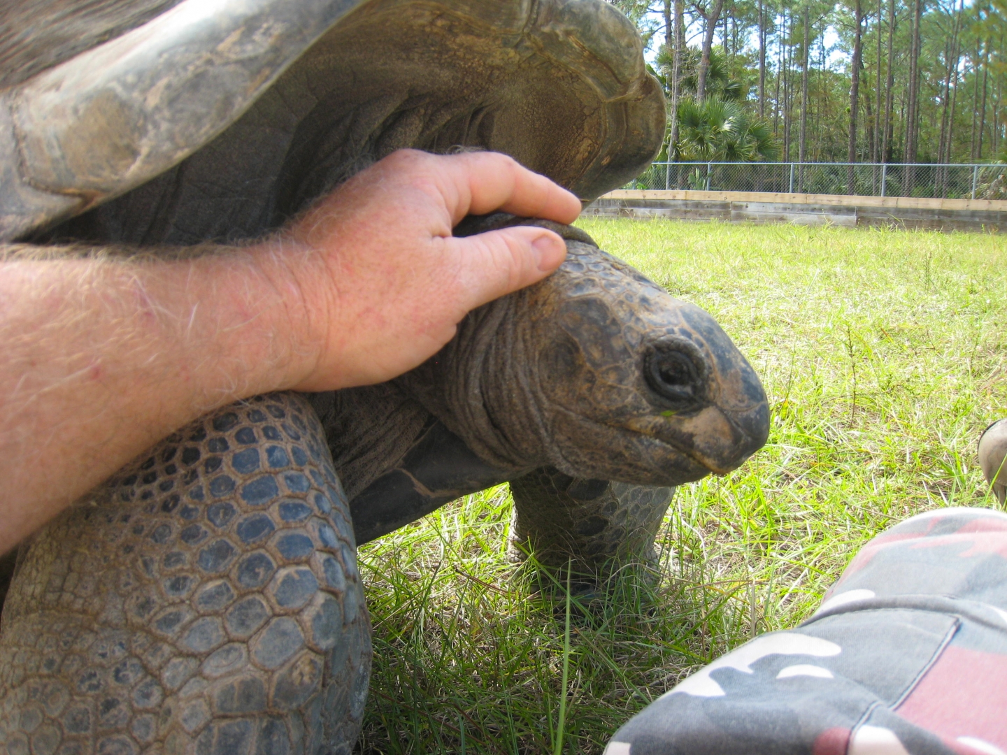 ALDABRA BREEDER