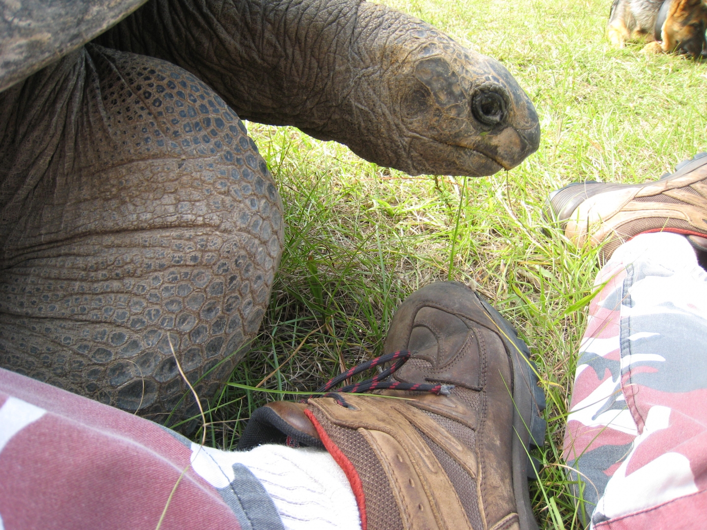 ALDABRA BREEDER