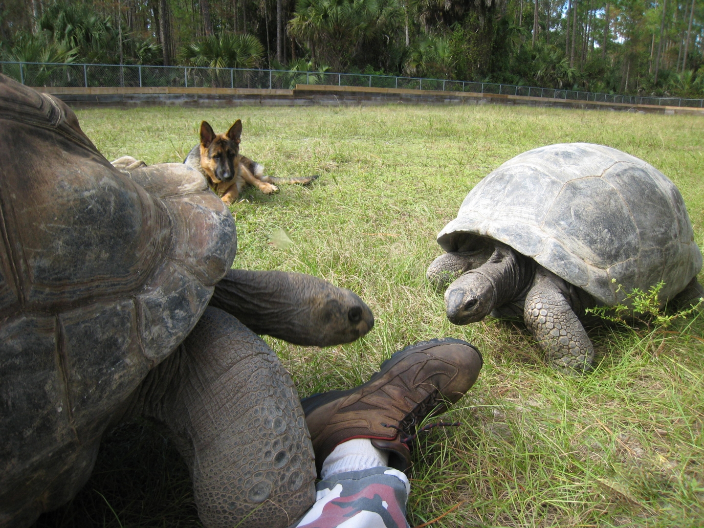ALDABRA BREEDER