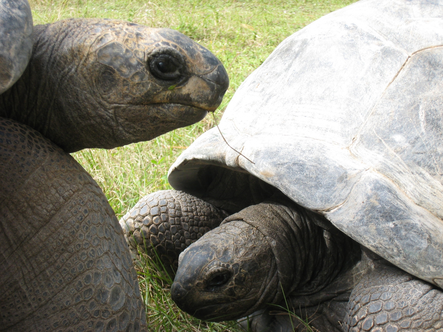 ALDABRA BREEDER