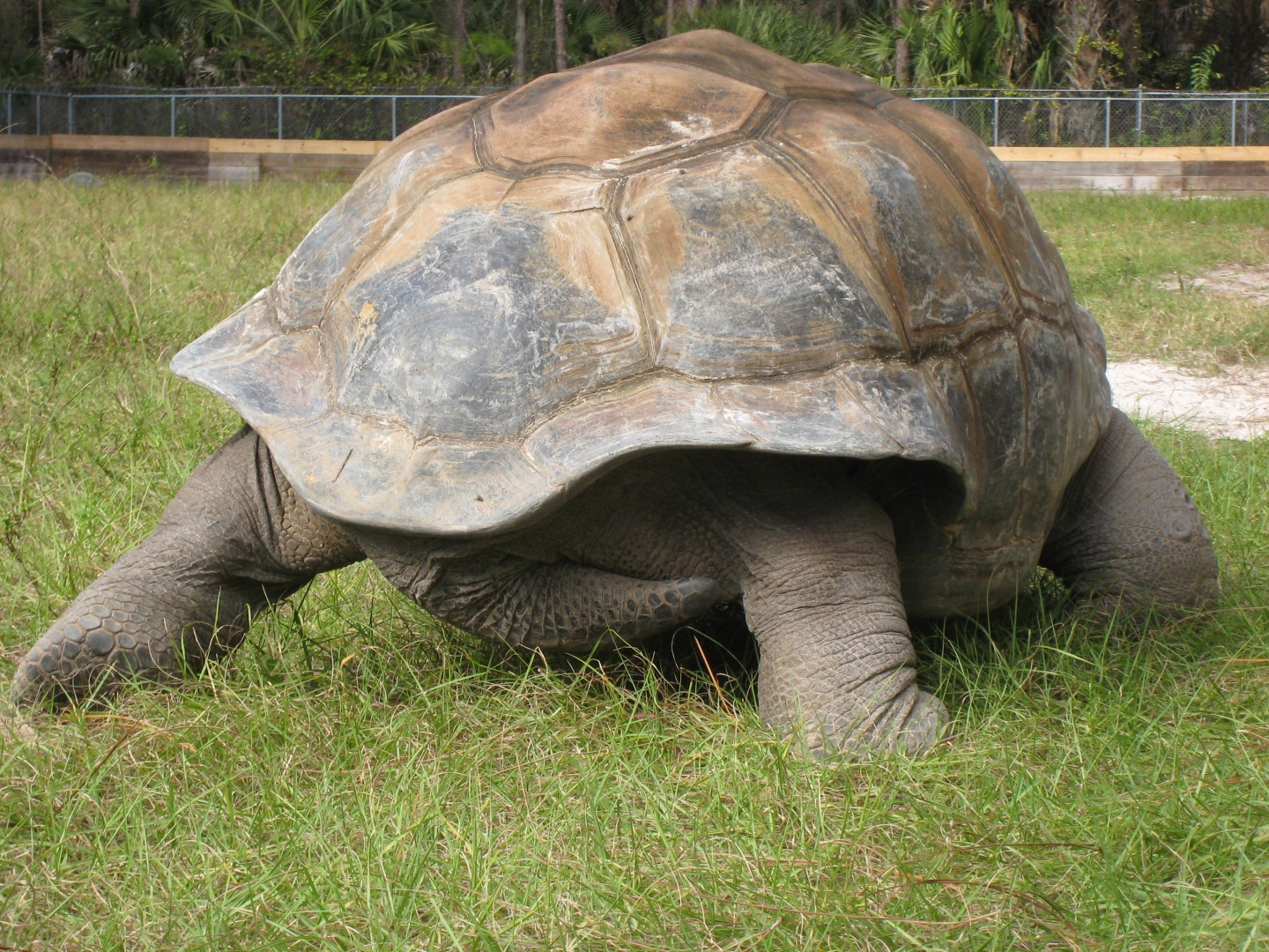 ALDABRA BREEDER