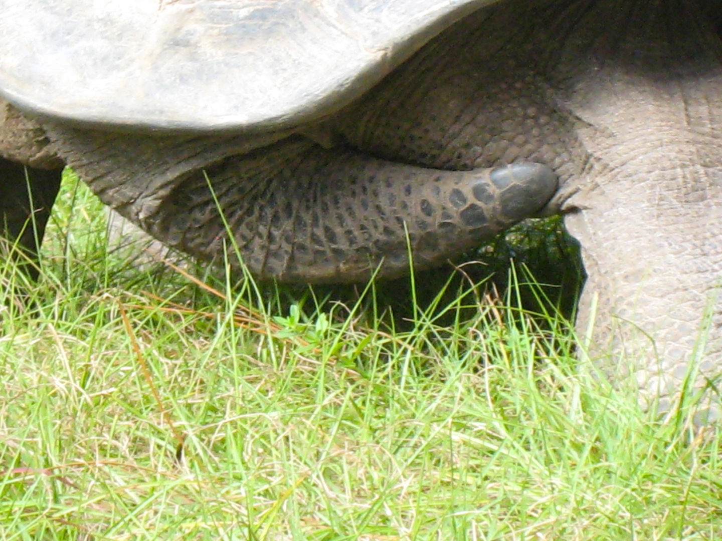 ALDABRA BREEDER