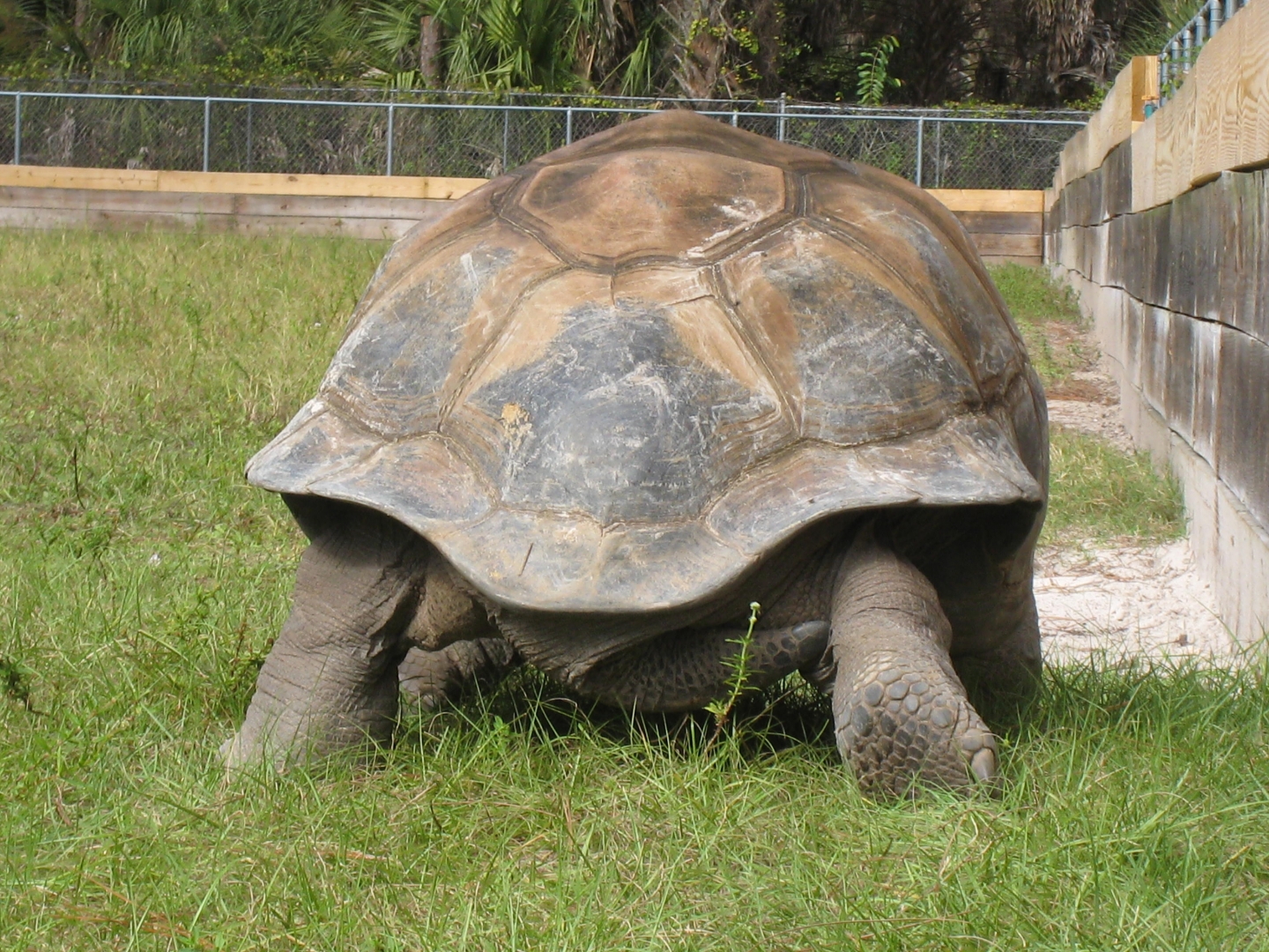 ALDABRA BREEDER