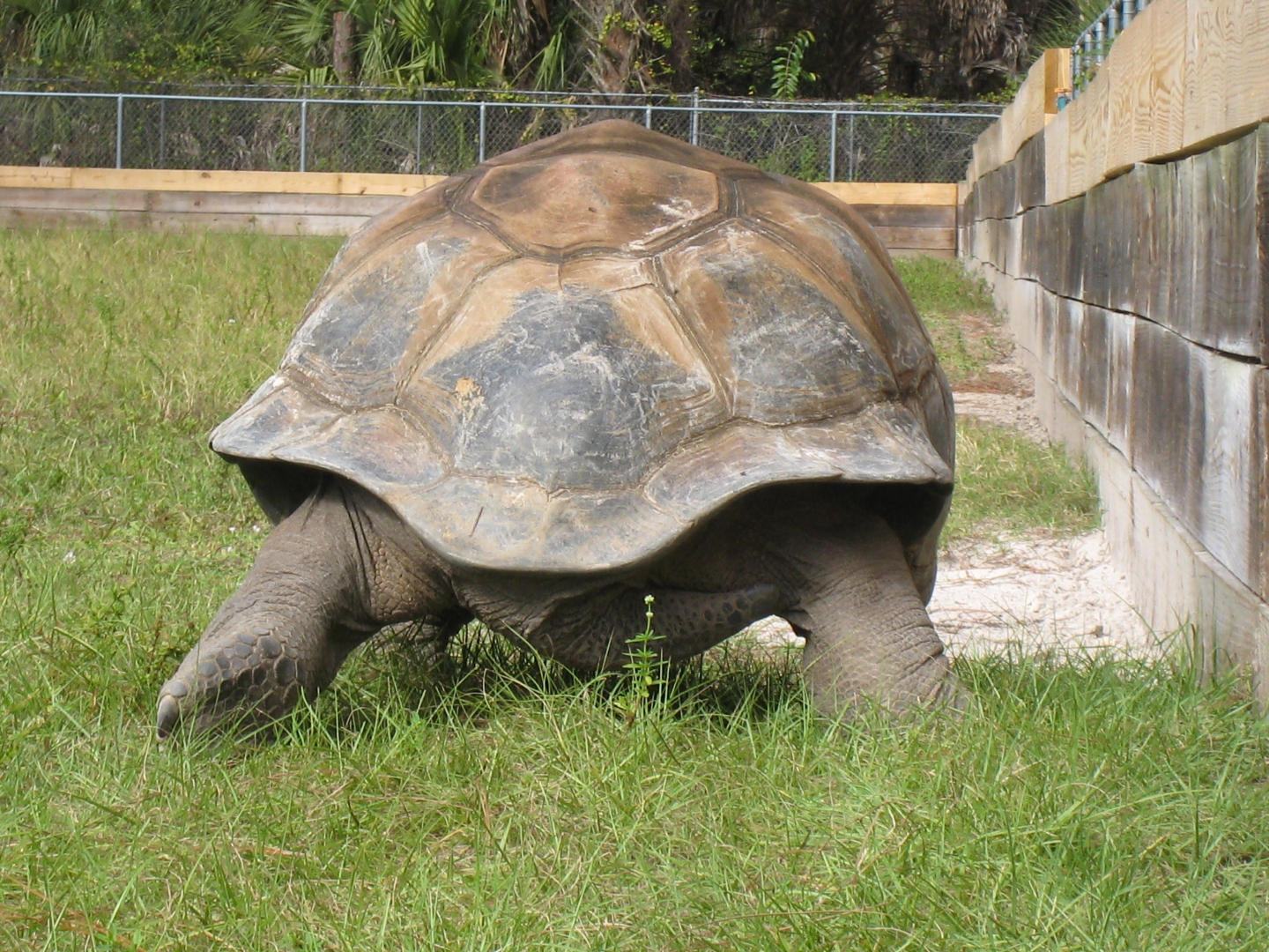 ALDABRA BREEDER