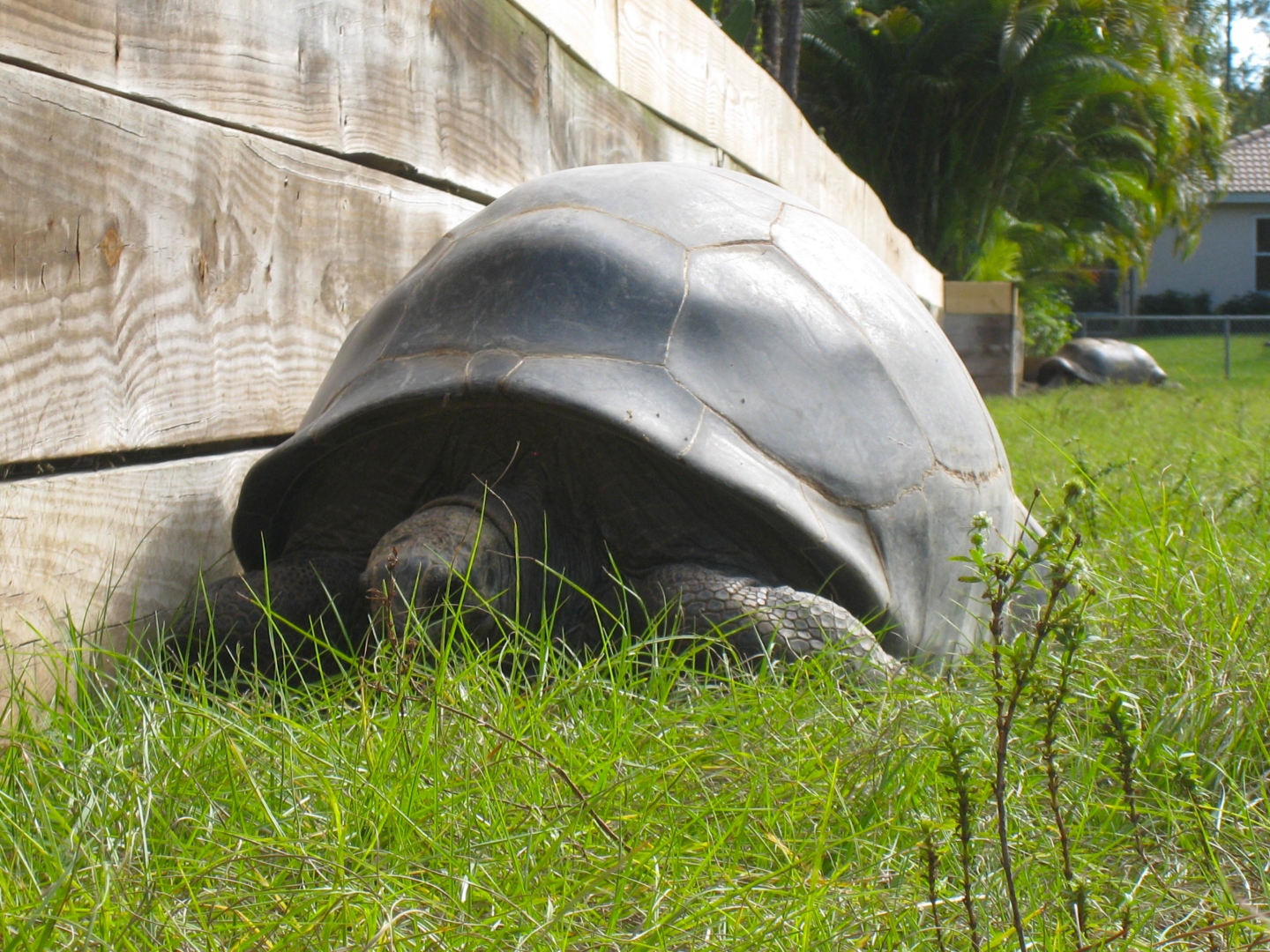 ALDABRA BREEDER