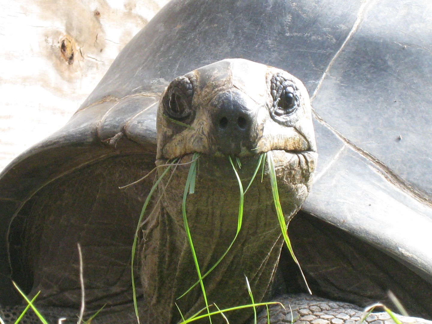 ALDABRA BREEDER