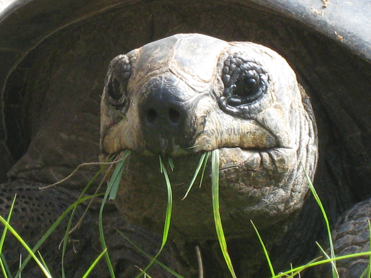 ALDABRA BREEDER