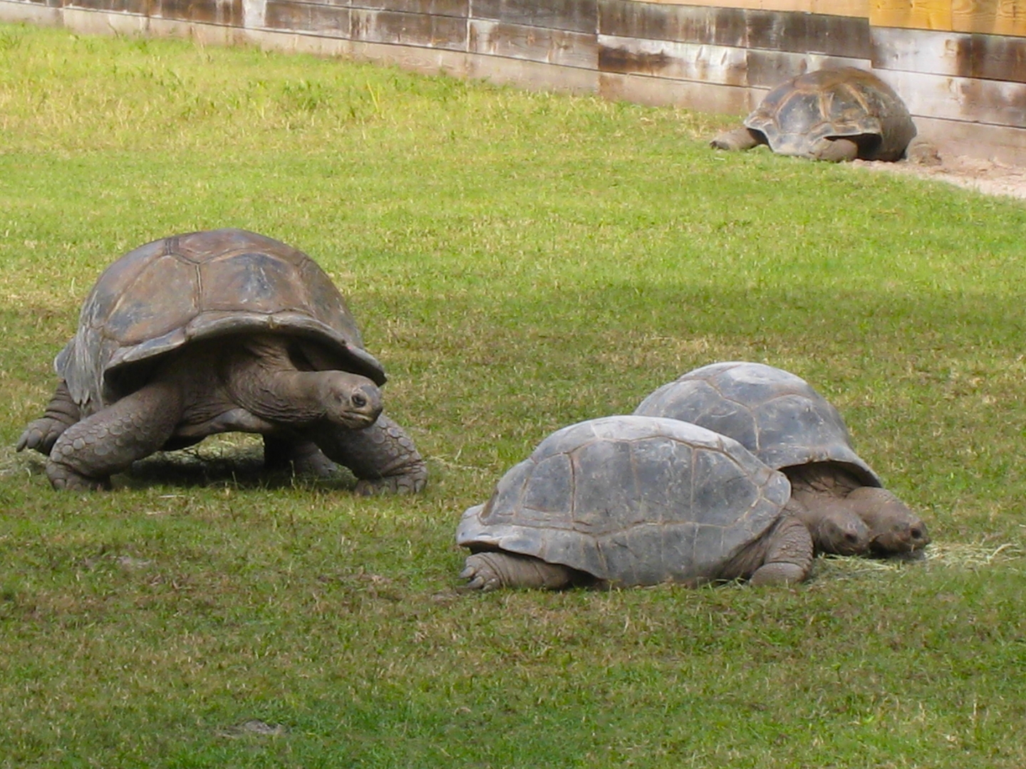 ALDABRA BREEDER