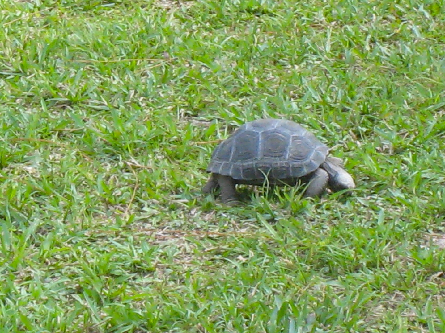 ALDABRA BREEDER