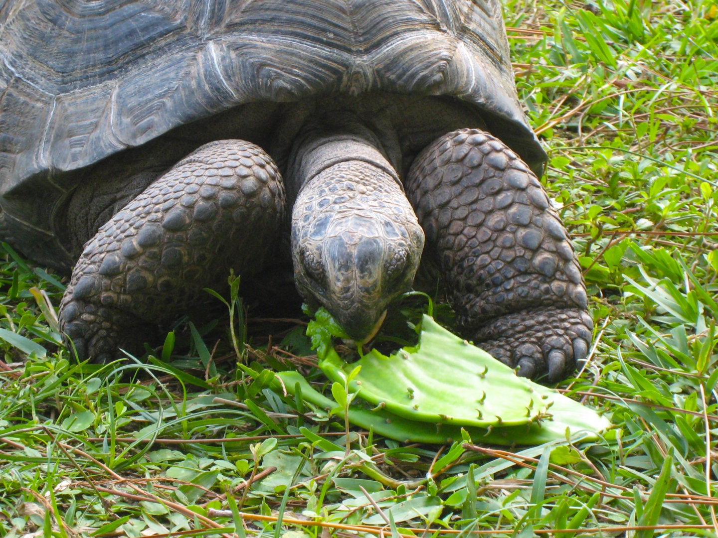 ALDABRA BREEDER
