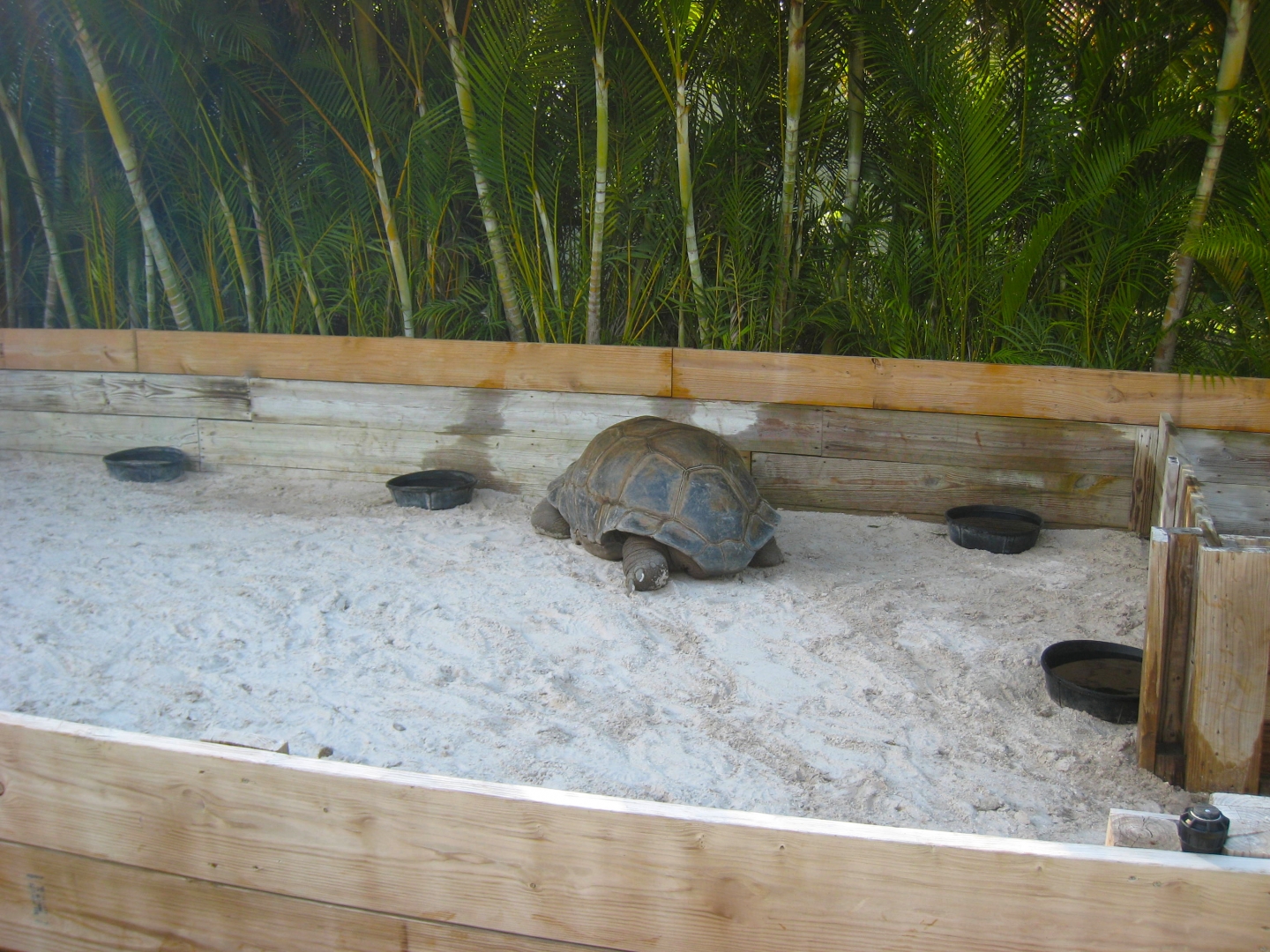 ALDABRA BREEDER