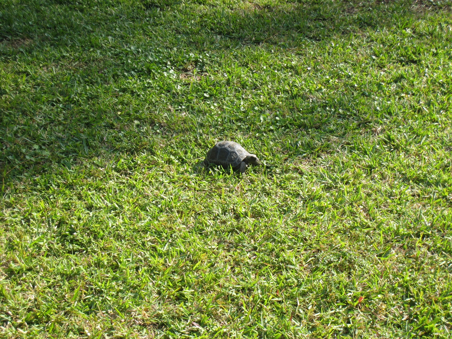 ALDABRA BREEDER