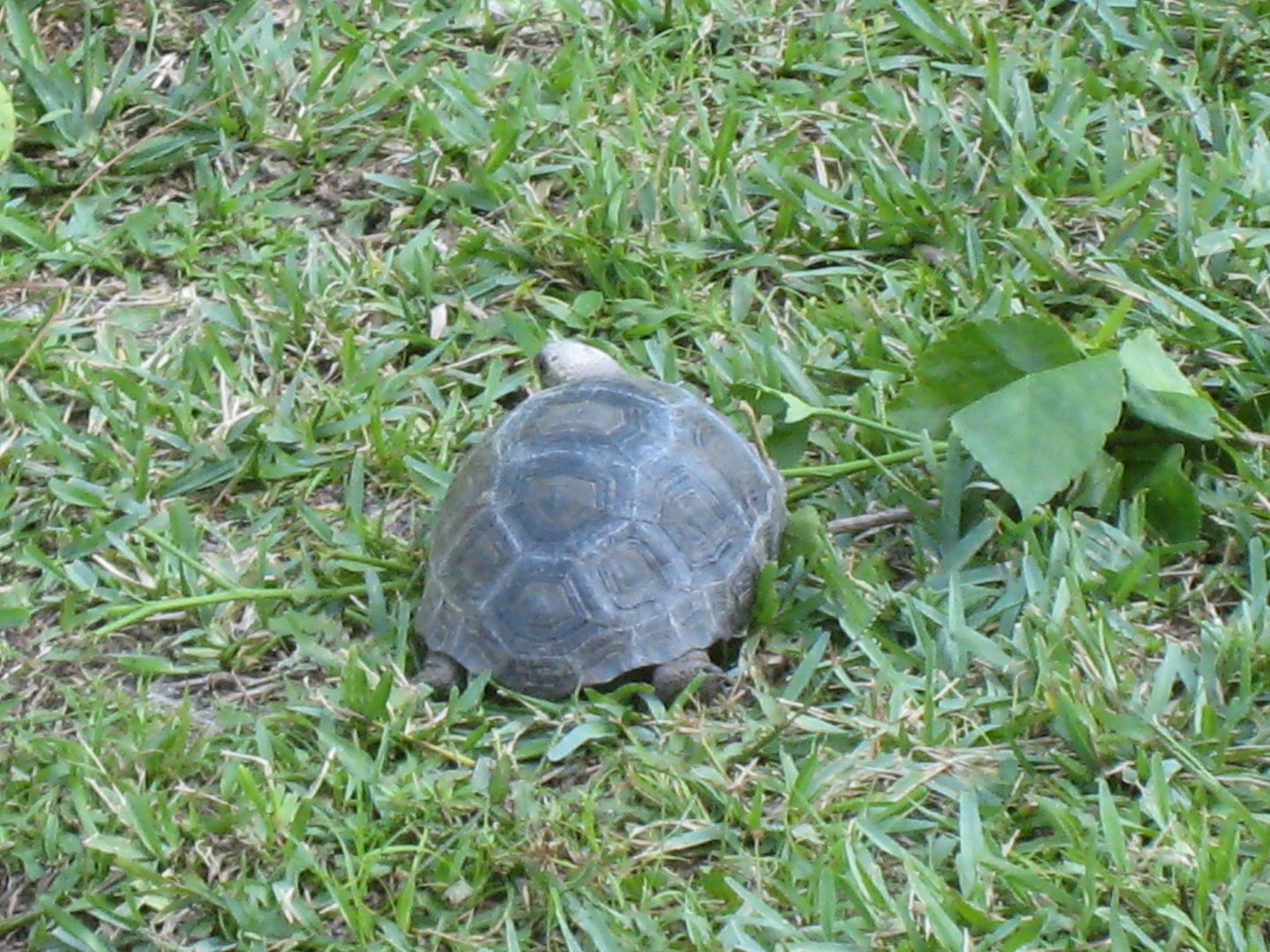 ALDABRA BREEDER