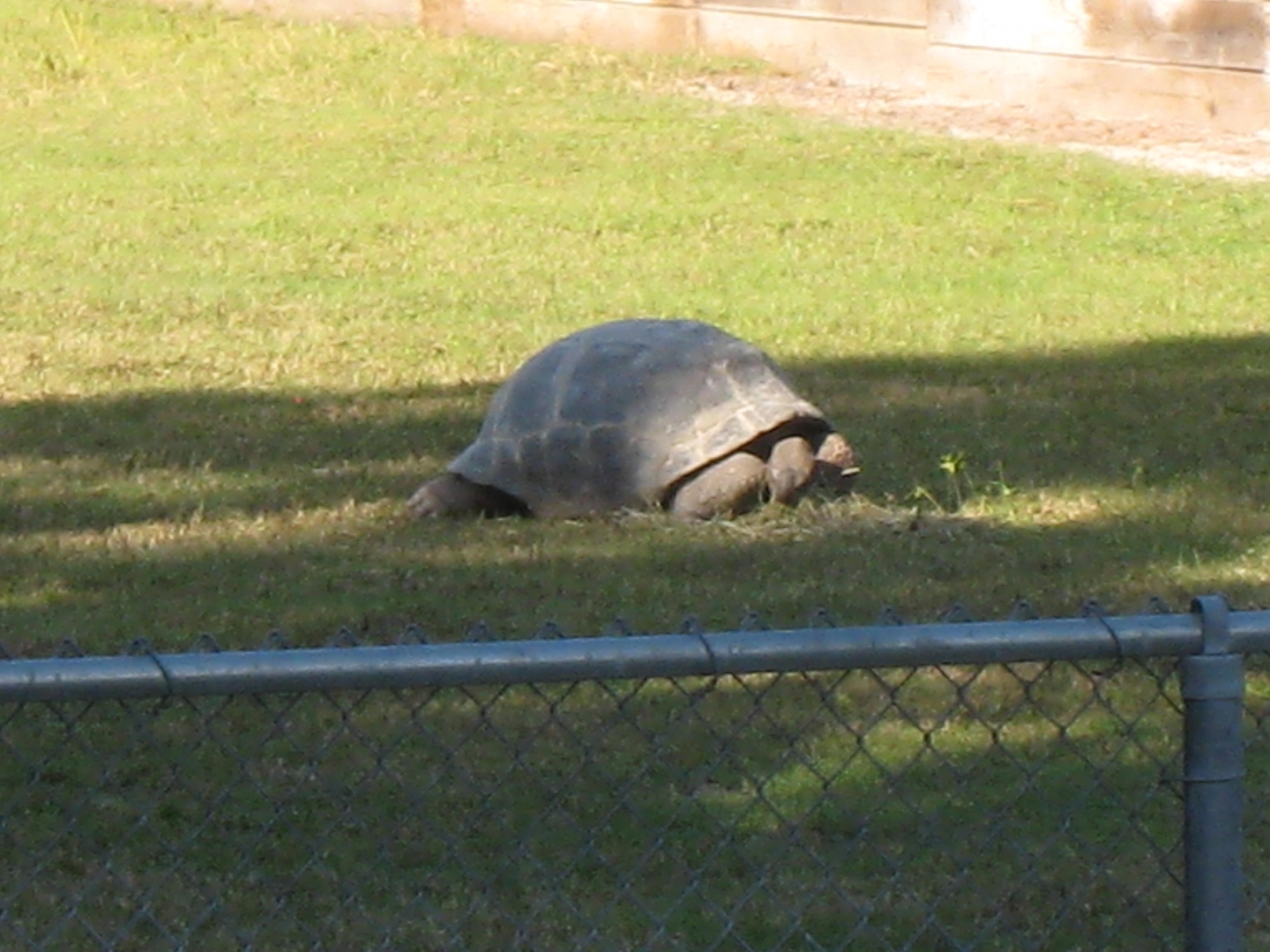 ALDABRA BREEDER