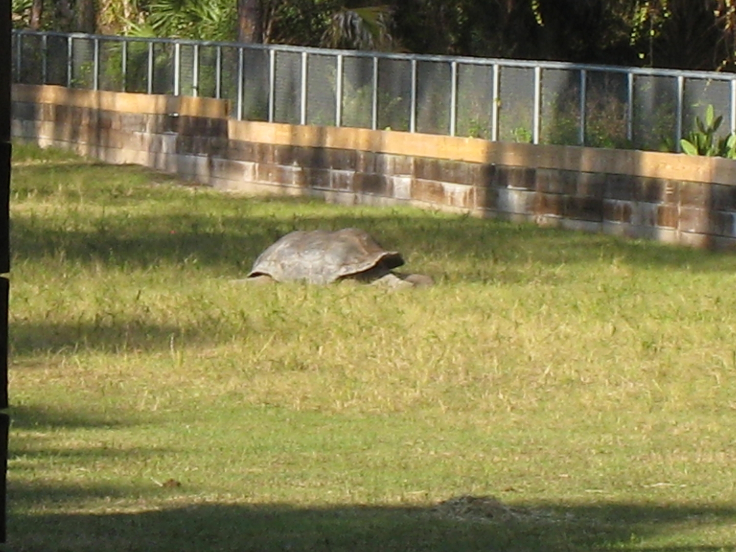 ALDABRA BREEDER