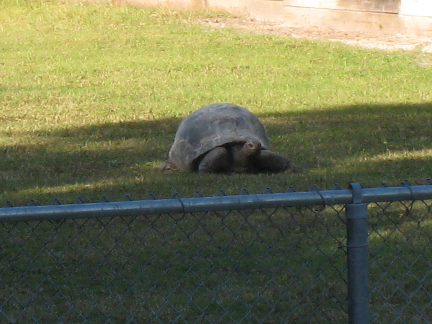 ALDABRA BREEDER