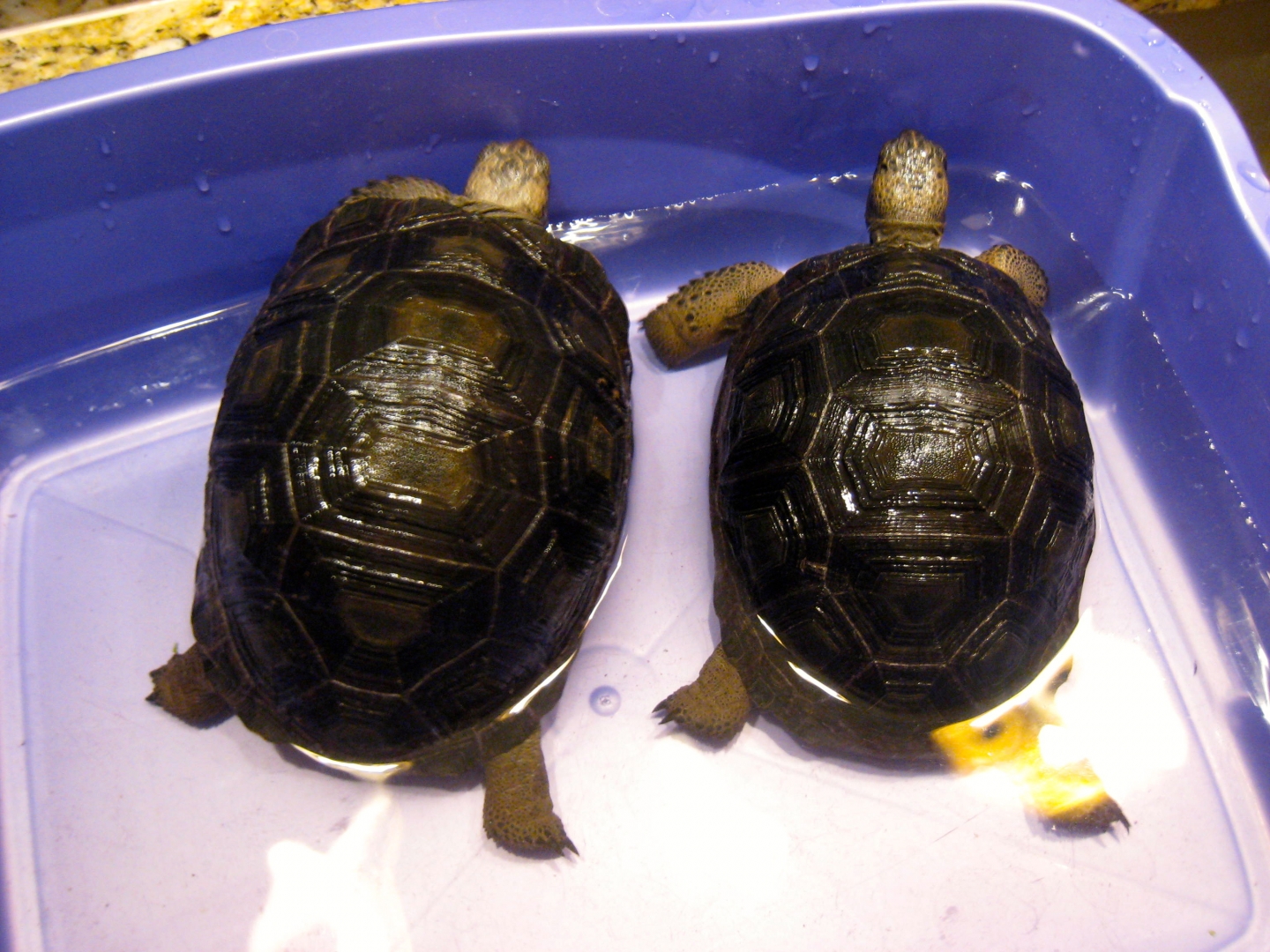 ALDABRA BREEDER